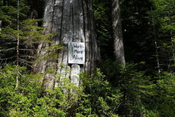 Timber war, sign posted on a dead tree