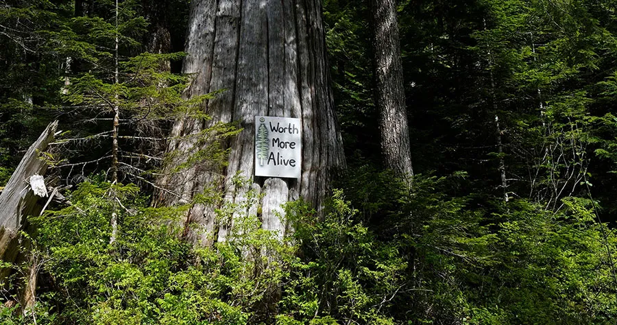 Timber war, sign posted on a dead tree