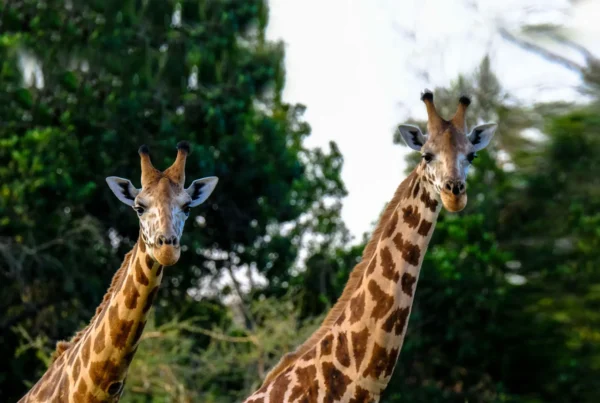 Giraffes