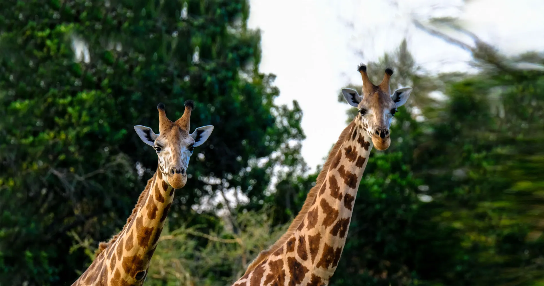 Fighting Extinction: US Includes Giraffes on List of Endangered Species Act